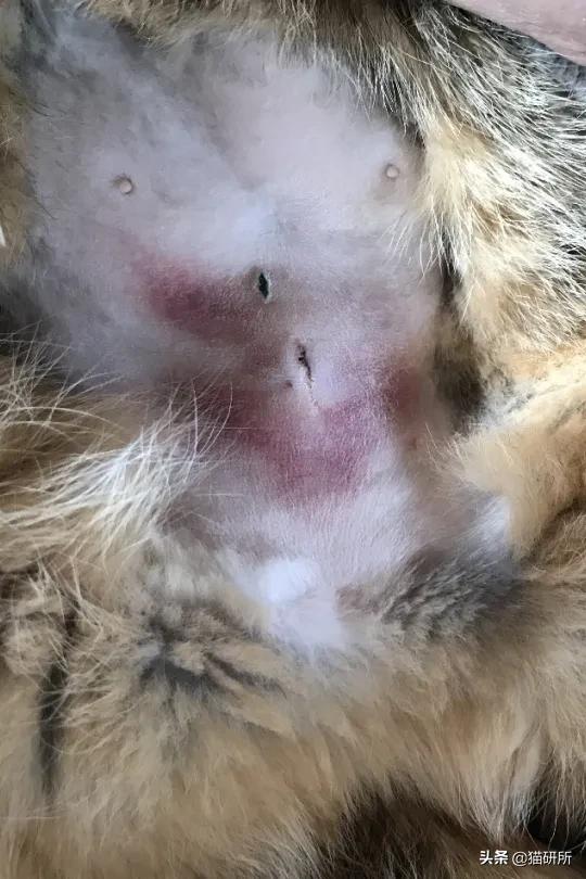 猫咪术后感染是什么表现,猫咪做完手术应激是怎么造成的