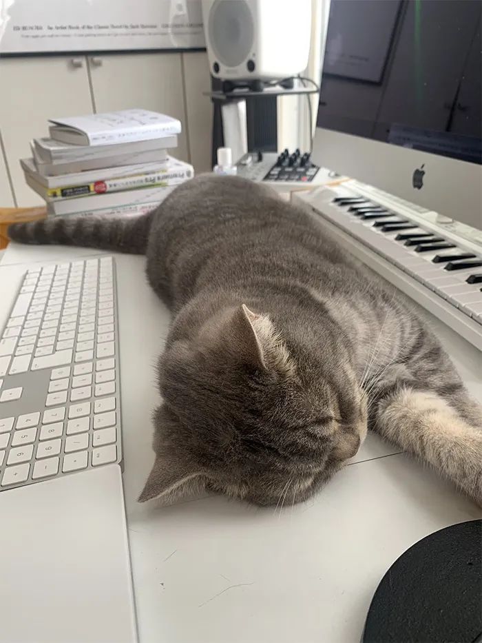 对付猫咪捣乱的方法,盘点猫咪捣乱主人回击