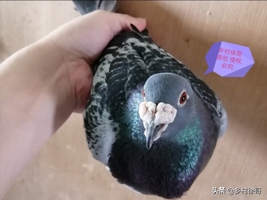 买的成年信鸽怎么开家,信鸽开家后怎么训练