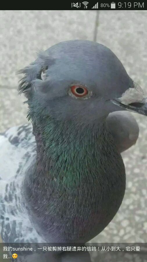 幼鸽被别人的鸽子带走了怎么办,幼鸽被鸽群带走还能回来吗
