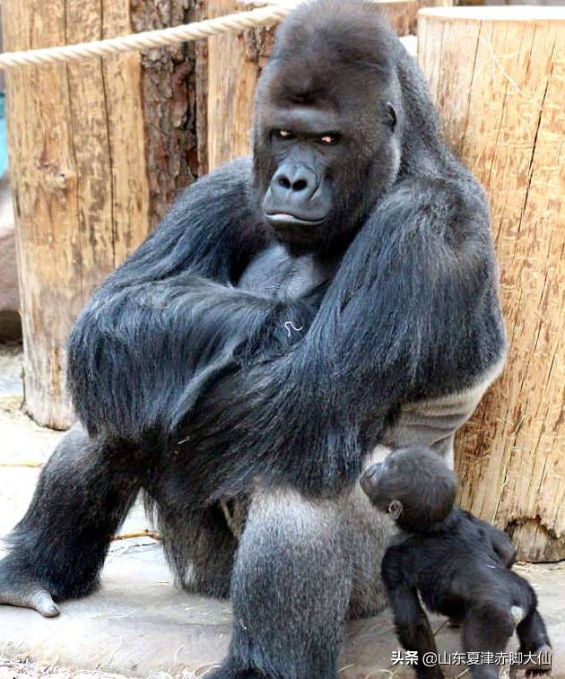 浅浅们，本大仙拿什么拯救你们？