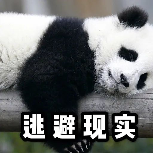 深圳最难进的学校,深圳最难进的五大学校