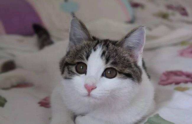 不爱喝水的猫咪突然大量喝水,不是好事,反而可能是病了