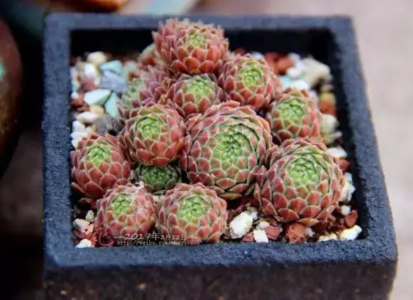 多肉早安图片大全,多肉大全100图