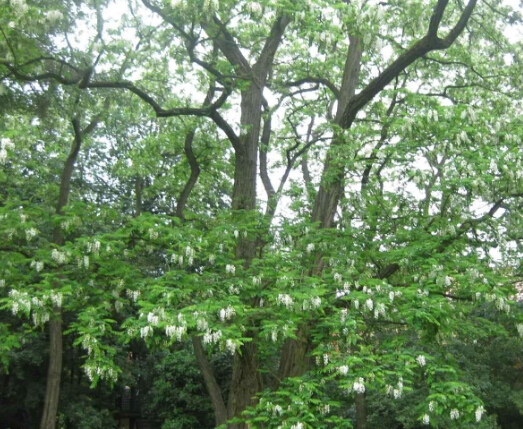 家里常见的果树有哪些,这些树千万不能栽在家门口