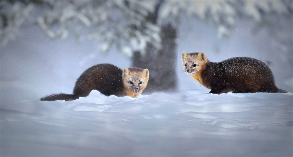 紫貂和紫貂宝宝,罕见紫貂现身长白山