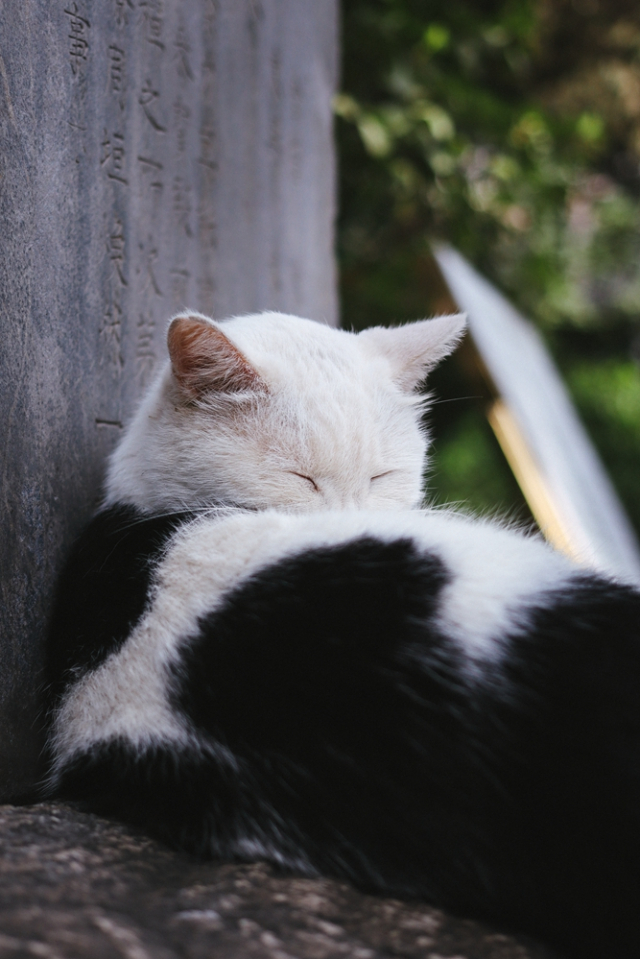 eos200d第一代拍照,eos200dii视频