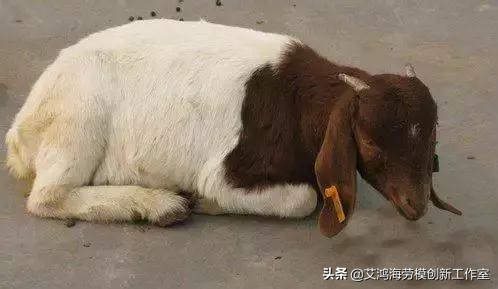 羊快疫最佳治疗方法,羊快疫怎么治疗最有效