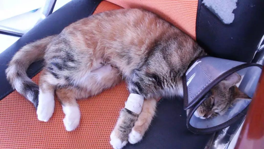 高层养猫必须要装纱窗吗,高层养猫关笼子