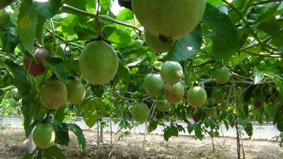 百香果如何种植效益好些,百香果最新高产种植方法