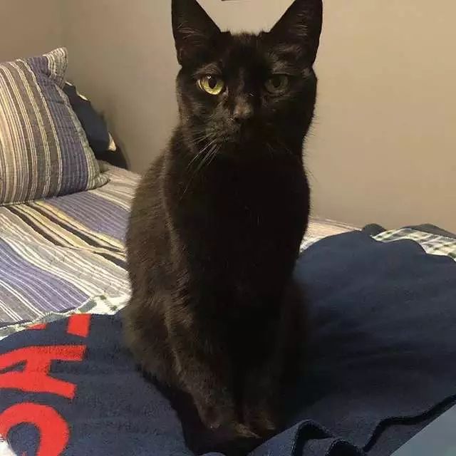 黑猫最后牺牲了吗,黑猫死后狗子伤心