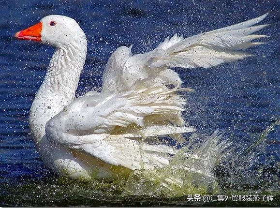 moncler20000走秀羽绒服,moncler羽绒服1952限量款黄色