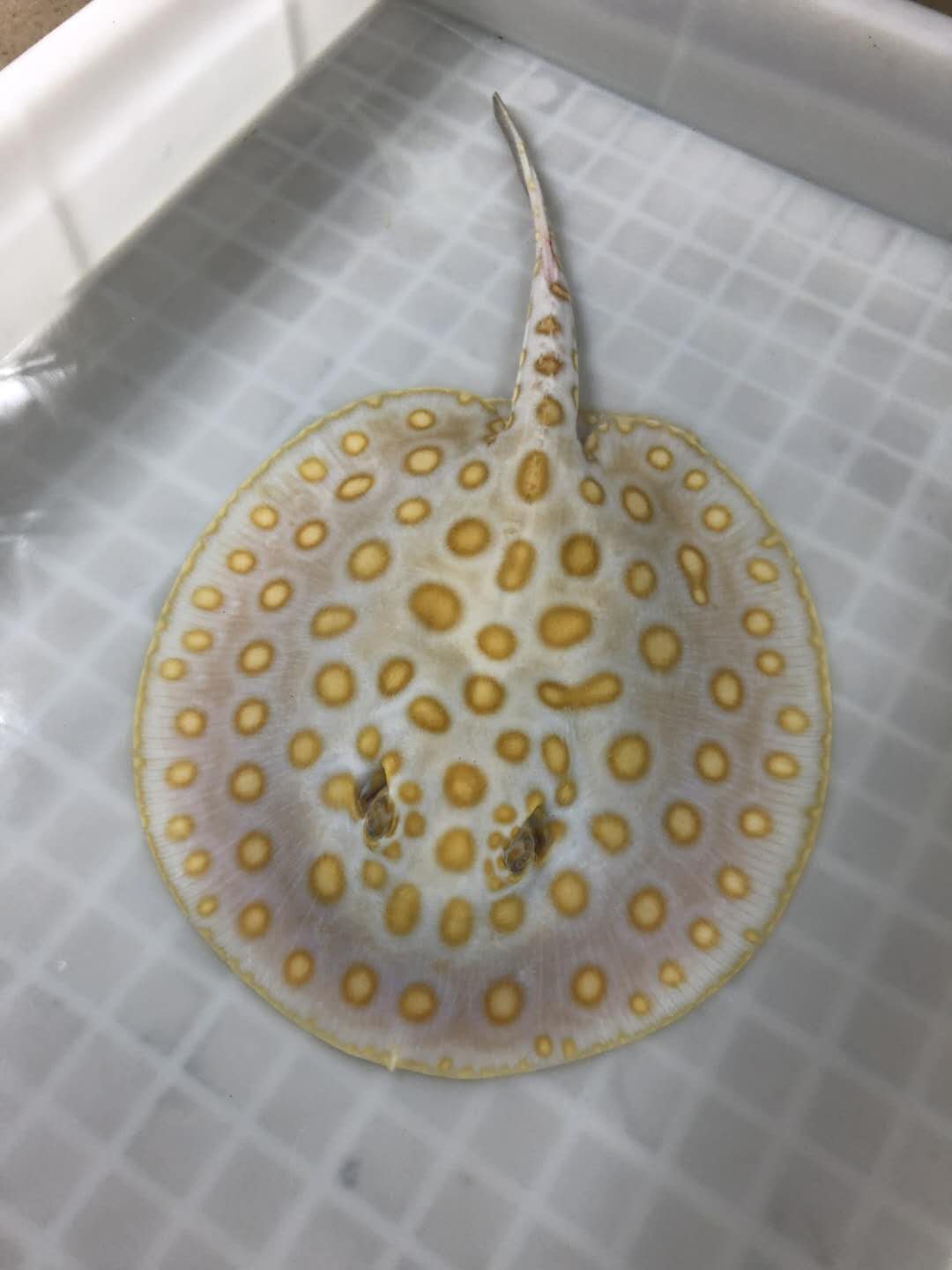 楠羽魟鱼,楠羽养鱼经全集