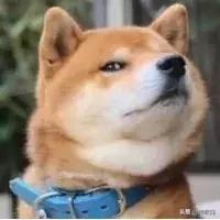 听我的，BLACKPINK的Rosé这朵带刺的“澳洲野玫瑰”不粉血亏