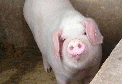 狼、狗、猪、兔，你选择做什么员工？（手打原创）