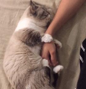 主人们不在家猫咪是怎么生活的,猫咪主人不在时猫咪有什么表现