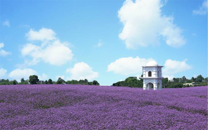 去薰衣草庄园来一场梦幻之旅,推荐一个好地方薰衣草庄园