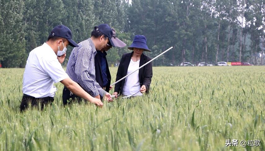 小麦用水溶肥提质增产,小麦防虫防病八合一高产水溶肥