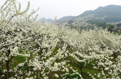 古人七言对联描写春天,诗词对联写春天