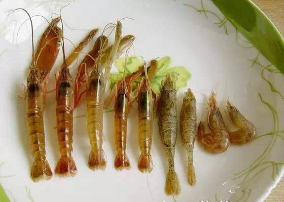 史上最全面的海鲜大咖,史上最全海鲜视频