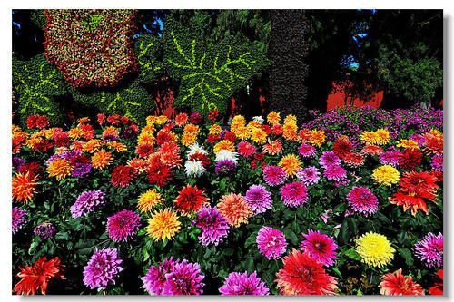 大丽花怎么修剪,大丽花打顶正确方法