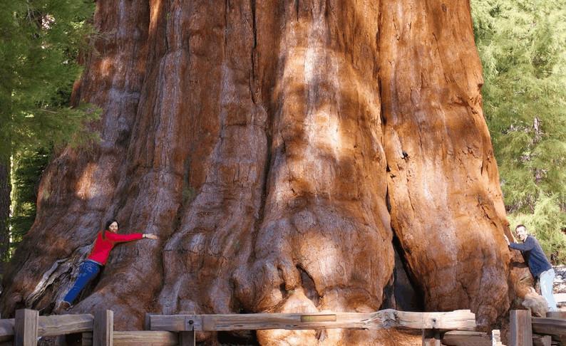 世界上10大最奇特的植物,世界上最奇特的植物叫什么名字