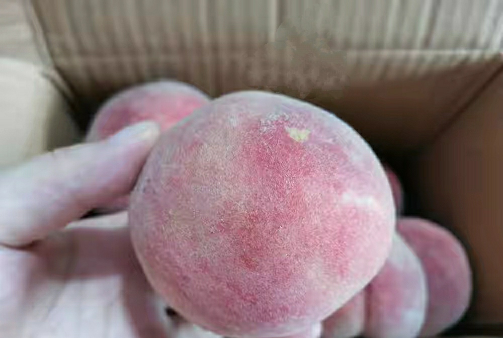 桃子放冰箱更容易坏吗,桃子放冷藏里为什么很快就坏了