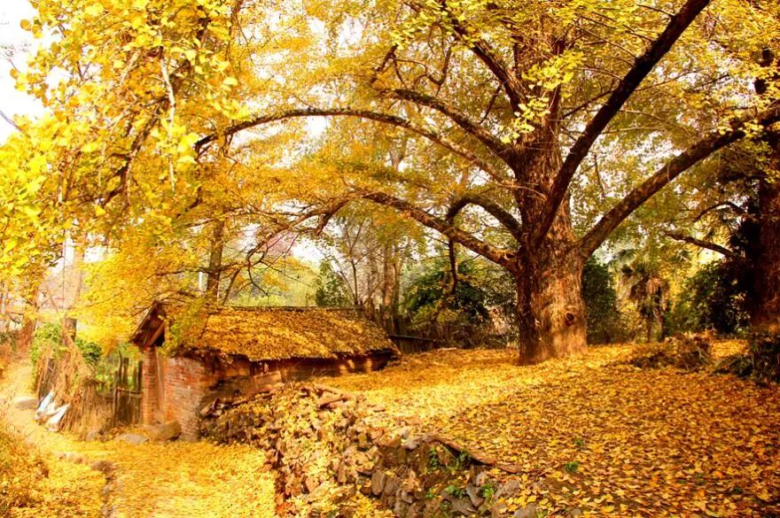 1011月错过它们,等于错过整个秋天!人少清净,随手一拍都是大片