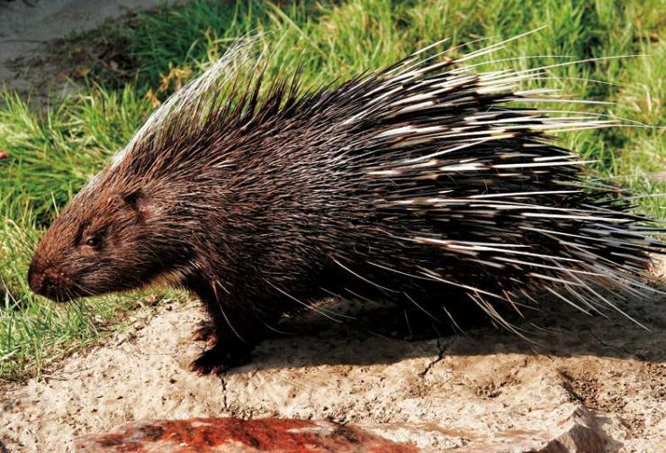 招惹豪猪的动物有多惨,豪猪最怕的天敌狮子