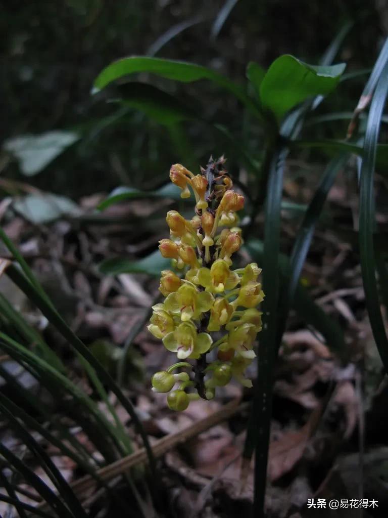 兰花国家级濒危珍稀物种布袋兰,国家保护植物兰花品种介绍