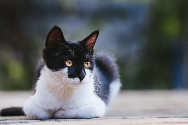 eos200d第一代拍照,eos200dii视频