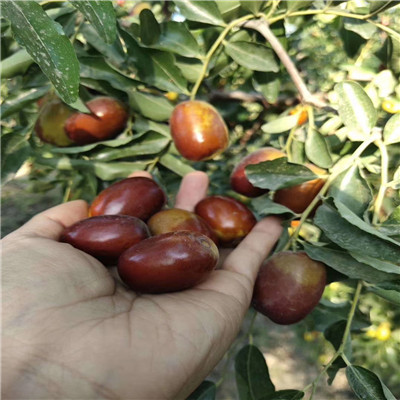 枣树细菌性穿孔病用什么杀菌剂好,一滴卡灭杀菌剂治疗枣树小叶病吗