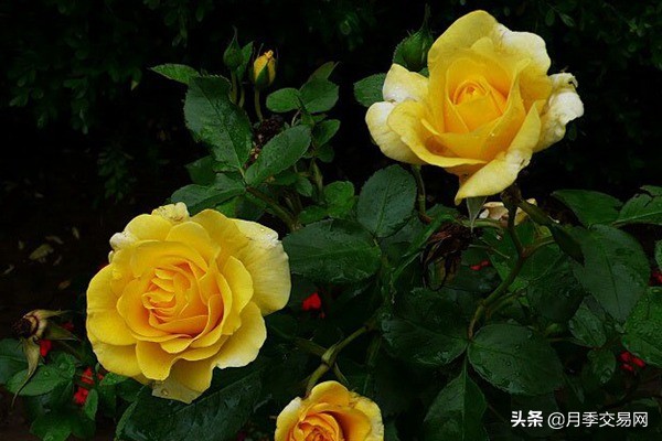 黄金庆典和果汁阳台月季哪个好,10种最经典的切花月季品种