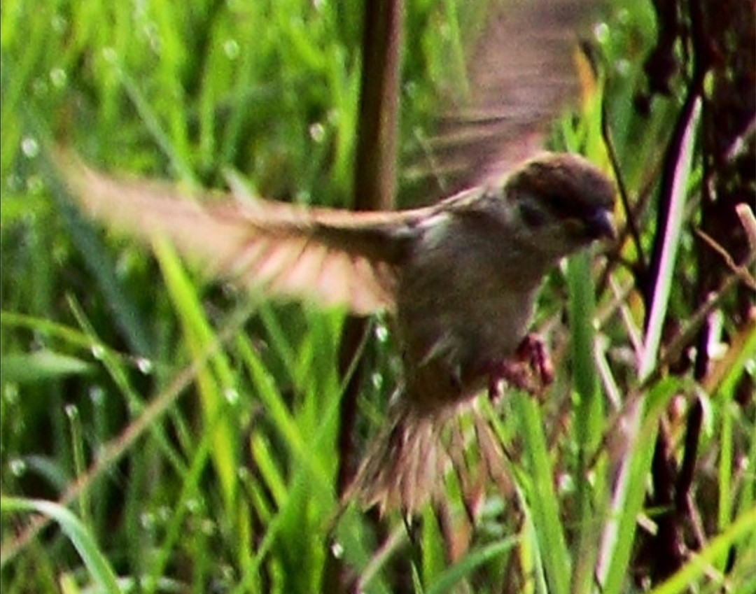 快成年的麻雀幼鸟一天喂几条虫子,刚长出毛的麻雀幼鸟怎么喂