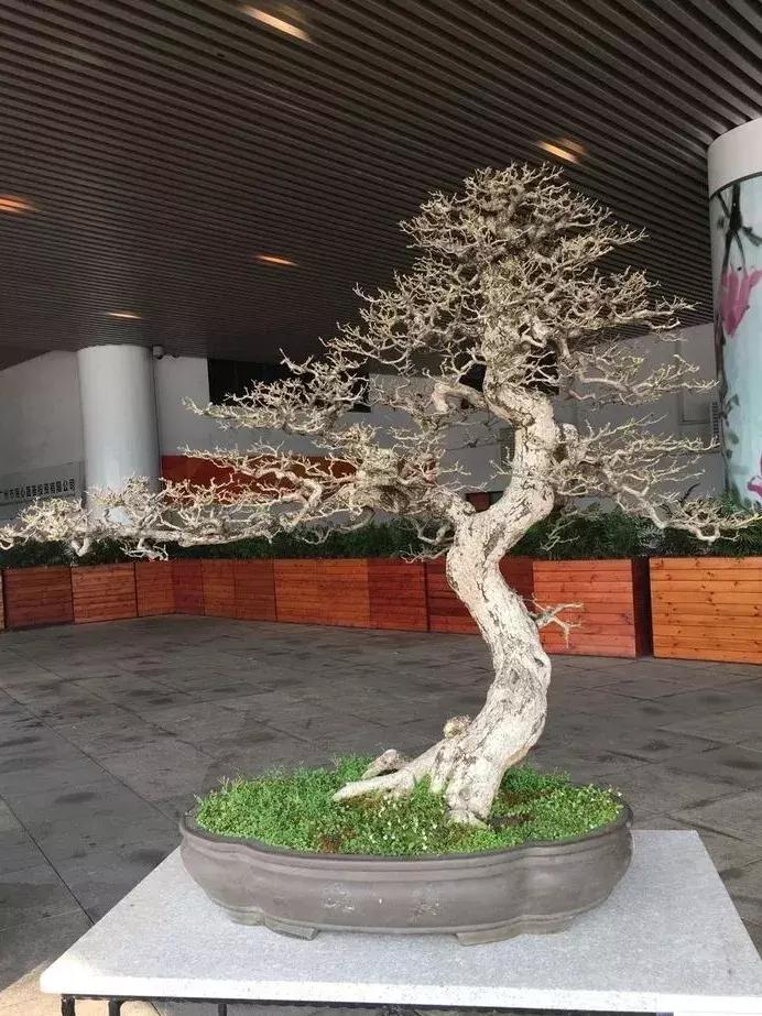 西北盆景树种100种,最值得收藏的六种盆景树种是哪种