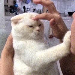 5招让猫咪爱上你内附教程,三招让猫咪爱上喝水