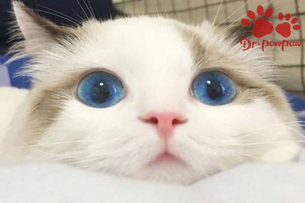 猫咪胀气怎么办快速排气,猫咪胀气