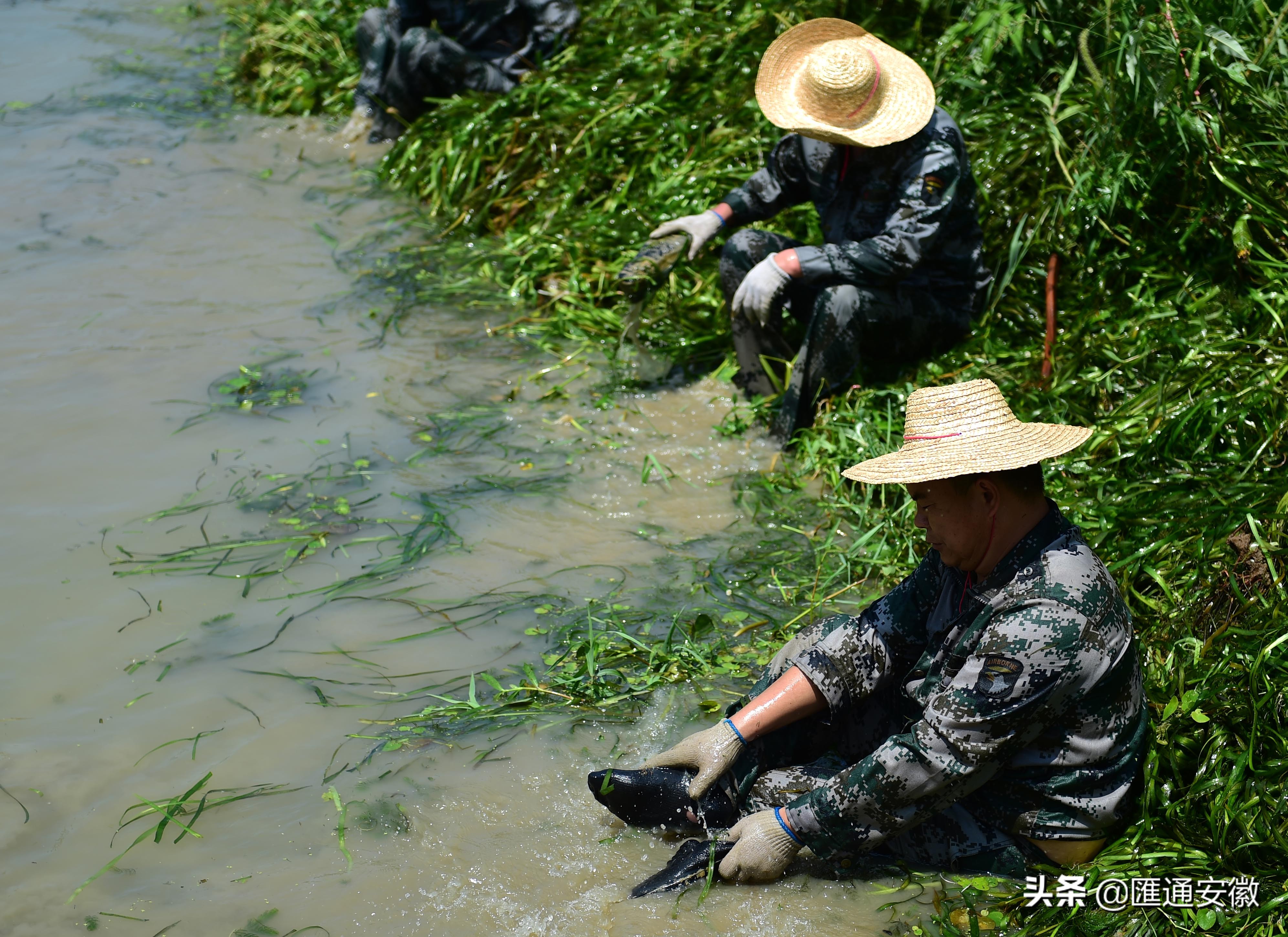 小蜀山支渠50多人盛夏打捞水草保障3万亩庄稼灌溉