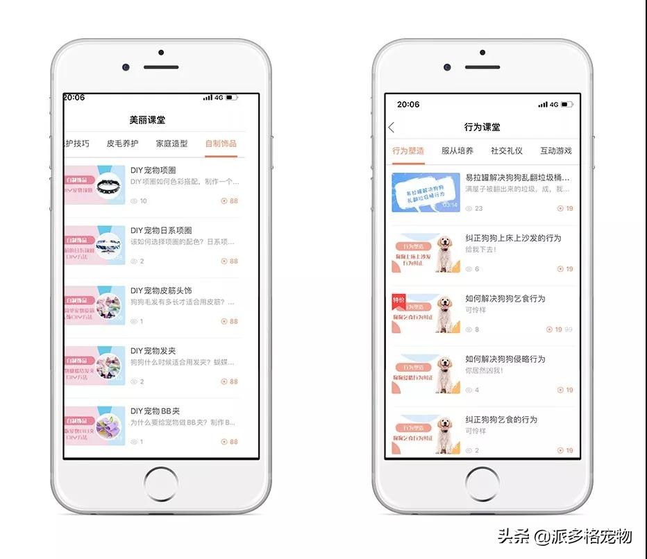 派多格宠物app,派多格宠物交流平台银川