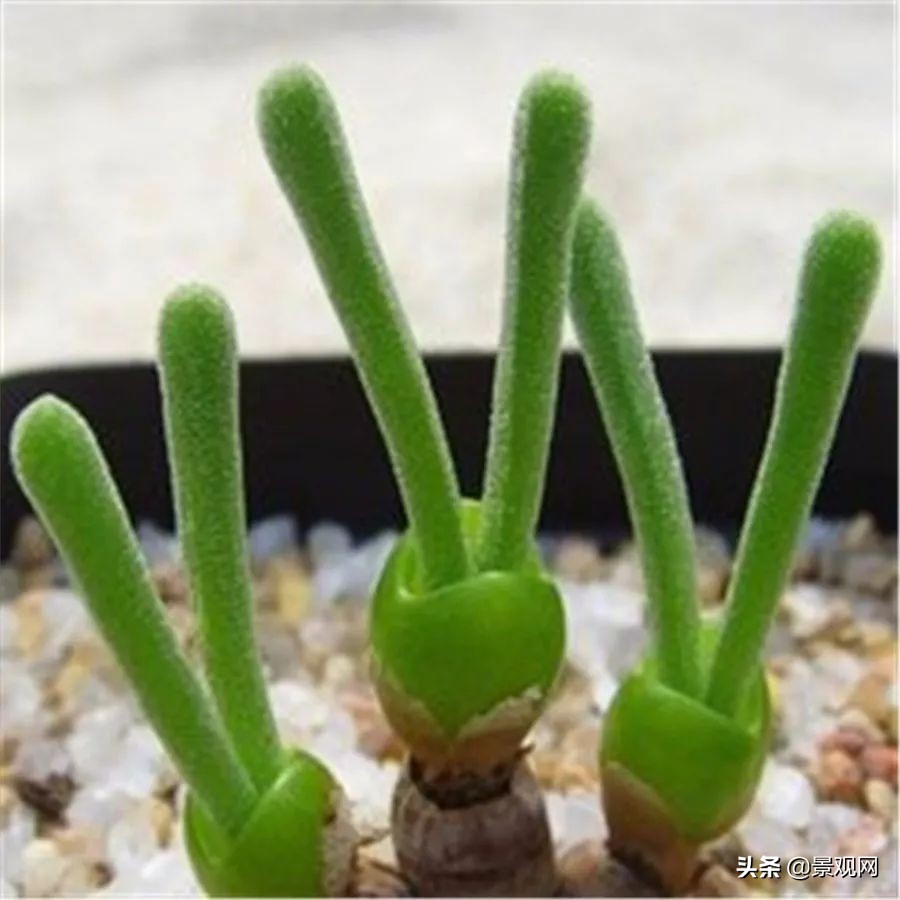 长大后的兔耳多肉,有一种长得像兔耳朵的多肉