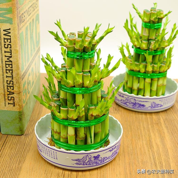 10种公认最好养水培植物,5种适合水养的植物