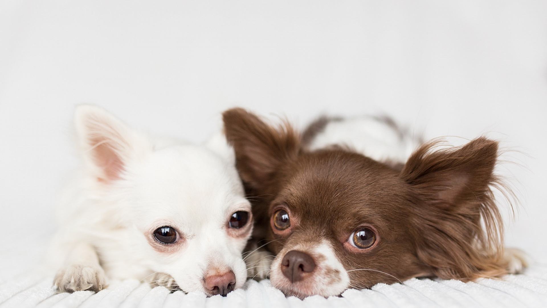 宠物墓地景观,探访宠物殡葬机构