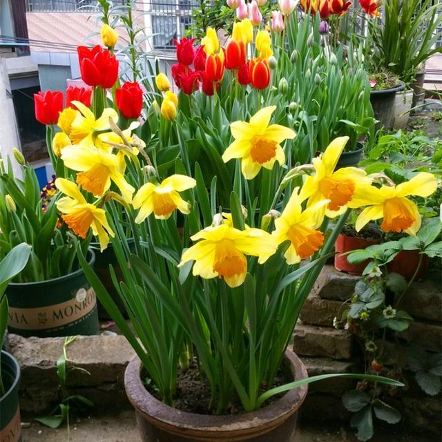 富贵大气的十种花,马上要开花的富贵花