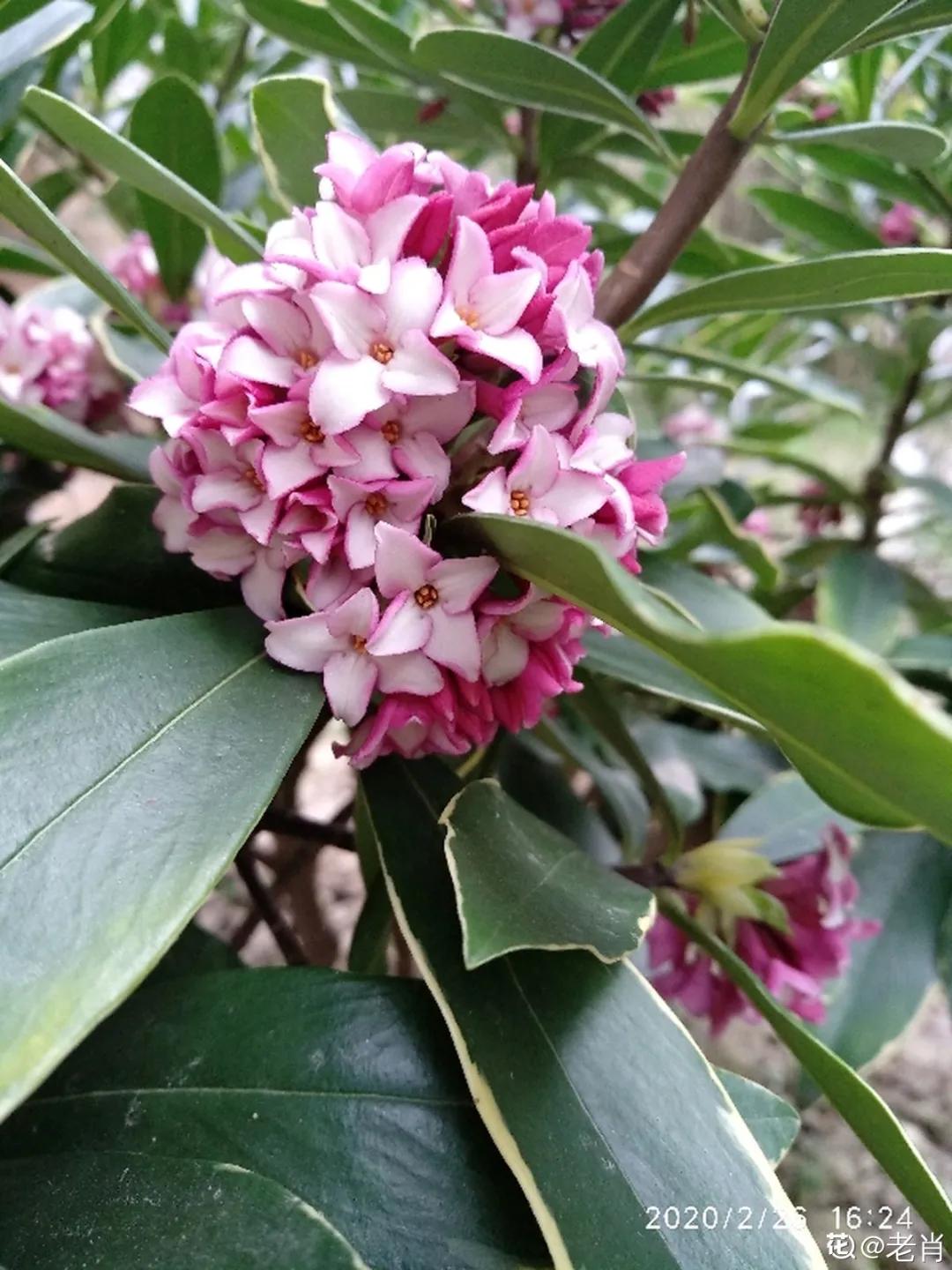 春天开的花有哪些常见又漂亮,十大名花在春天开的有哪些