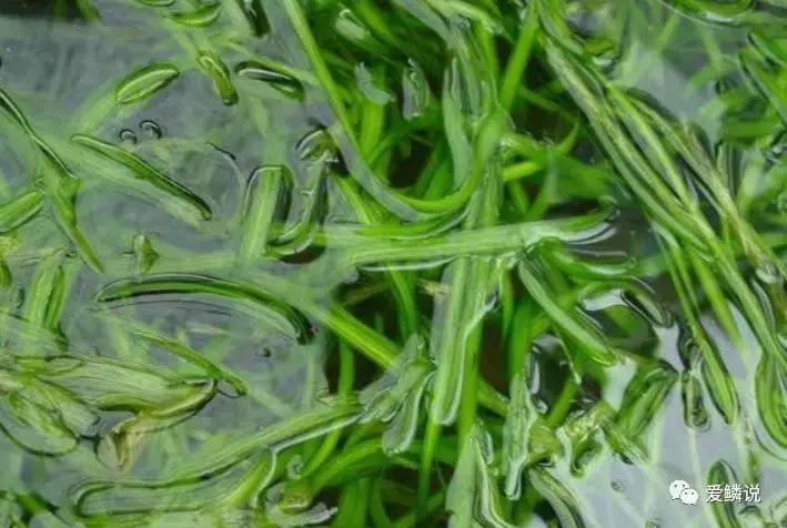 适合锦鲤池水面种植的植物,锦鲤鱼池能长什么植物