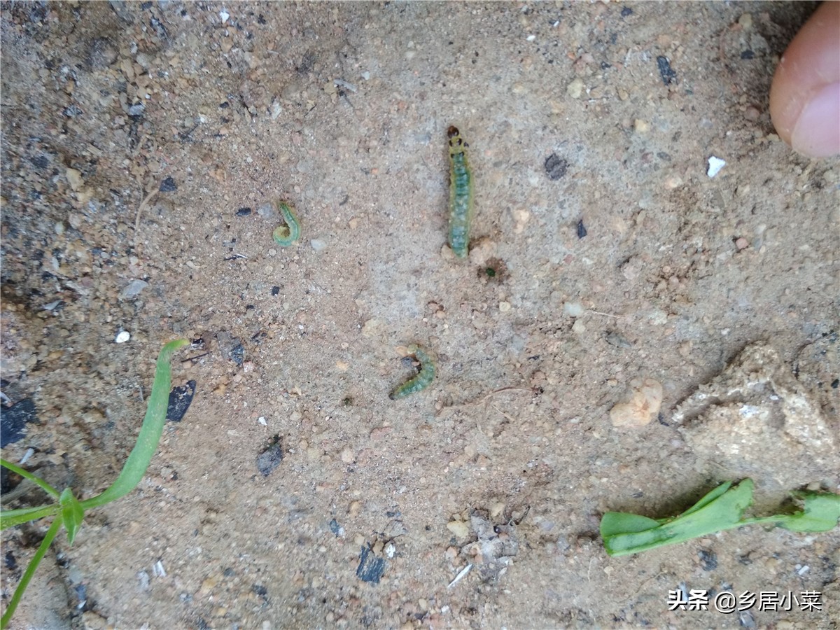 种植的菠菜根烂了怎么处理,菠菜虫害防治