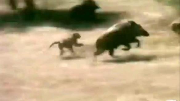 非洲人训练猴子抓野猪，看见野猪直接放猴子，画面简直笑到肚子疼