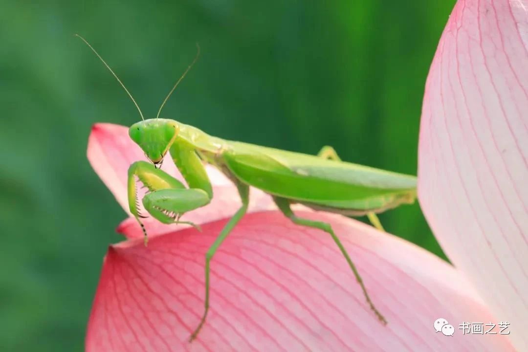 有芒的麦子和无芒的麦子,有芒刺的稻子