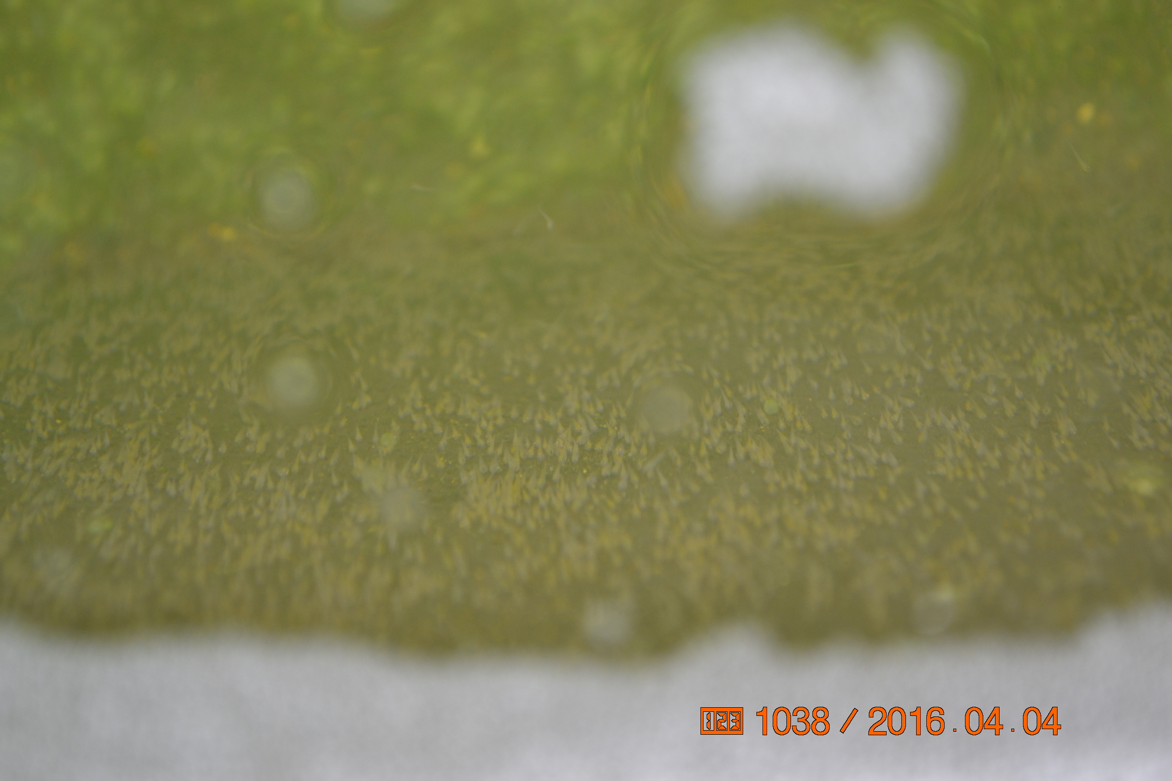 湖南最好的锦鲤养殖基地,湘潭锦鲤养殖