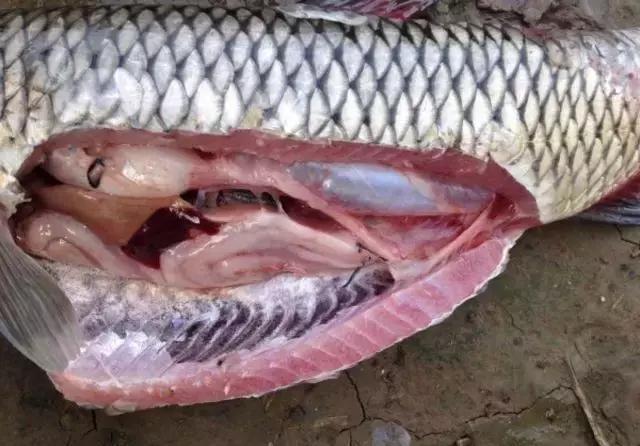 汕尾人吃海鲜,原来海边人是这样吃海螺的